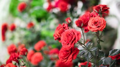 Roses
