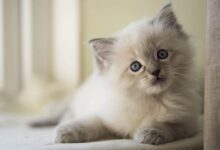 Ragdoll Kitten