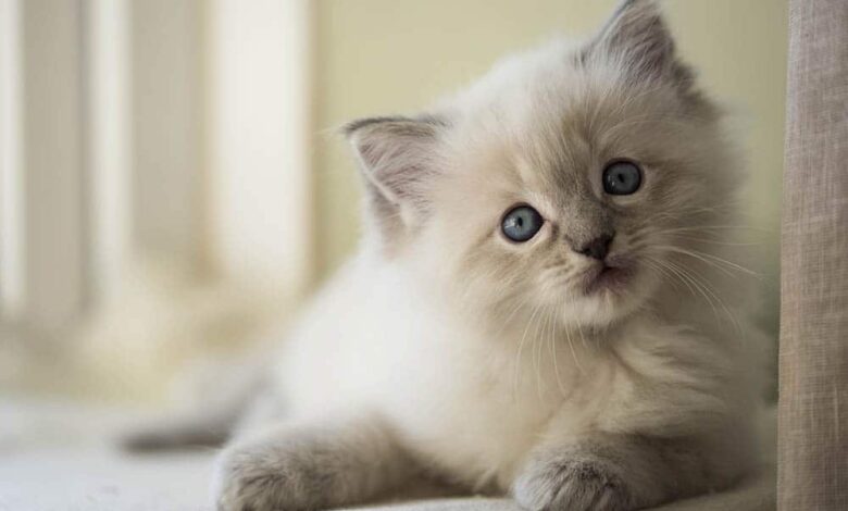 Ragdoll Kitten