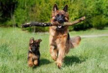 German Shepherd Puppy