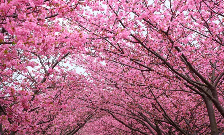 Cherry Blossom Tree