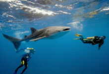 Diving with Sharks in the Maldives: Safe, Thrilling, and Unforgettable