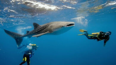 Diving with Sharks in the Maldives: Safe, Thrilling, and Unforgettable