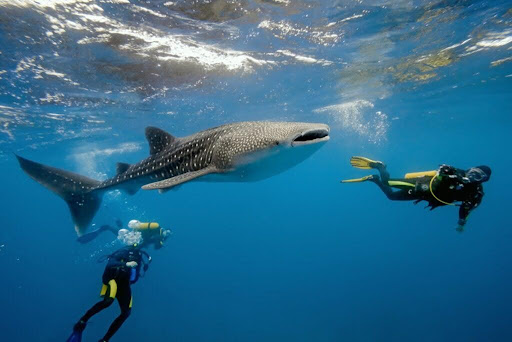 Diving with Sharks in the Maldives: Safe, Thrilling, and Unforgettable