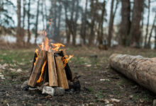 Firewood Tree