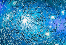 fishing-themed