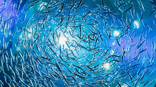 fishing-themed